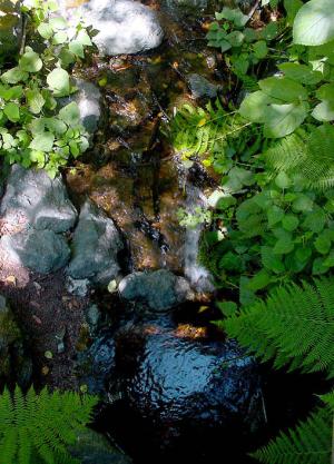 Along the Trail, Ferns and the Stream